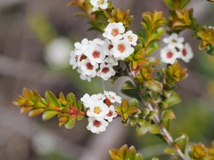 Thryptomene calycina