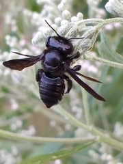 Megachile xylocopoides