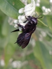 Megachile xylocopoides