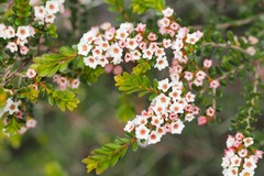 Thryptomene calycina