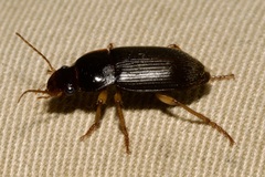 Harpalus rufipes