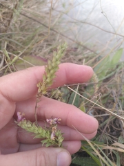 Odontites vulgaris