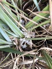 Lomandra effusa