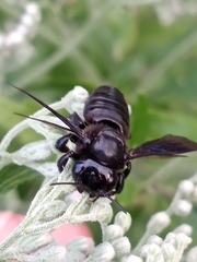 Megachile xylocopoides
