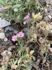 Chamaerhodos grandiflora