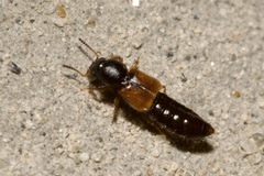Bledius