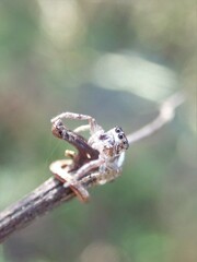 Salticidae