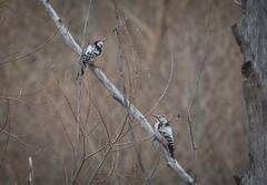 Dendrocopos leucotos