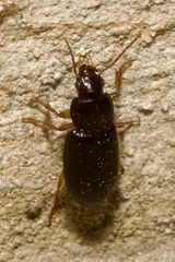 Harpalus rufipes