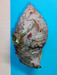 Galeodea echinophora