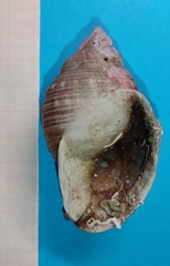 Galeodea echinophora