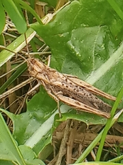 Glyptobothrus