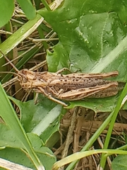 Glyptobothrus