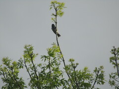 Phylidonyris novaehollandiae