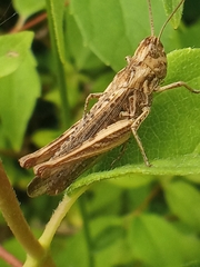 Glyptobothrus