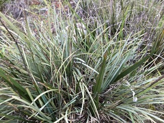 Lomandra effusa