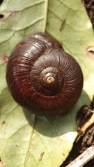 Powelliphanta annectens