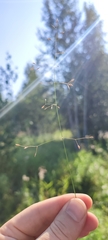 Poa palustris