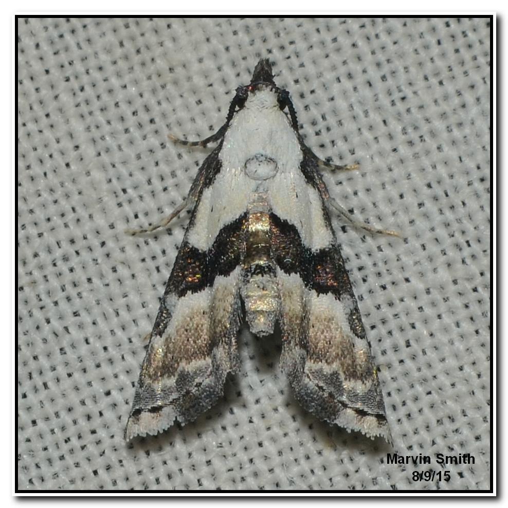 Nigetia