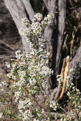 Styphelieae