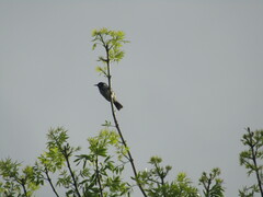 Phylidonyris novaehollandiae