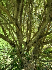 Pittosporum eugenioides