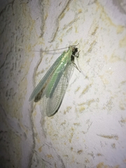 Nineta flava