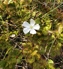 Drosera aberrans