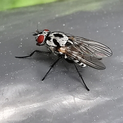 Anthomyia procellaris