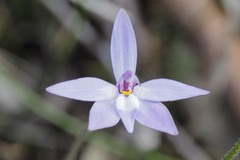 Glossodia major