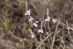 Philotheca spicata