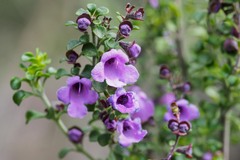 Prostanthera rotundifolia