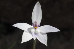 Glossodia major