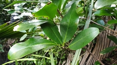 Corynocarpus laevigatus