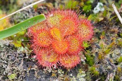 Drosera aberrans