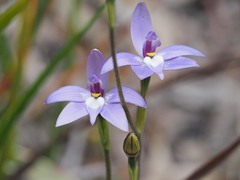 Glossodia major
