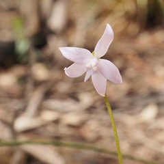 Glossodia major