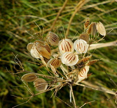Heracleum sphondylium