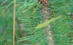 Phaneroptera falcata