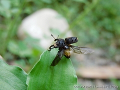 Curculionoidea