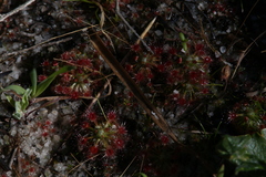 Drosera micrantha