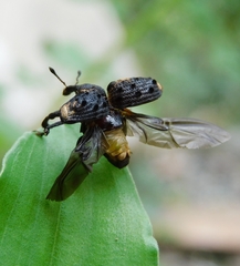 Curculionoidea