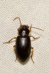 Harpalus rufipes