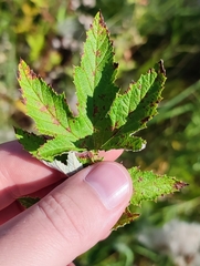 Filipendula stepposa
