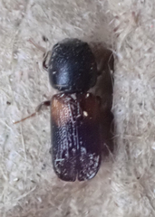 Xylobiops basilaris