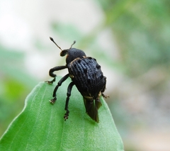 Curculionoidea