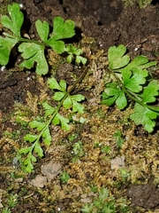Asplenium adiantum-nigrum