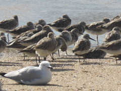 Calidris tenuirostris
