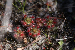 Drosera micrantha