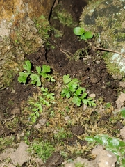 Asplenium adiantum-nigrum
